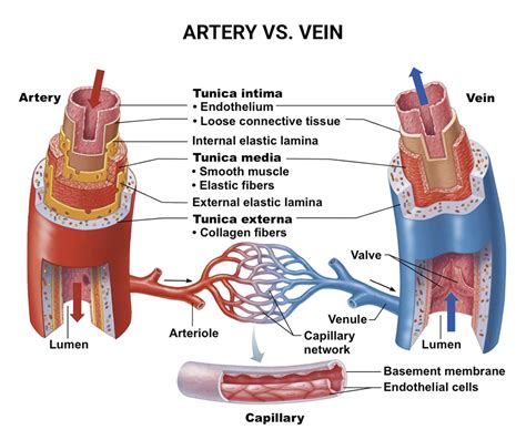 Artery Vs Vein Whats The Difference Downtown Vein And Vascular Center
