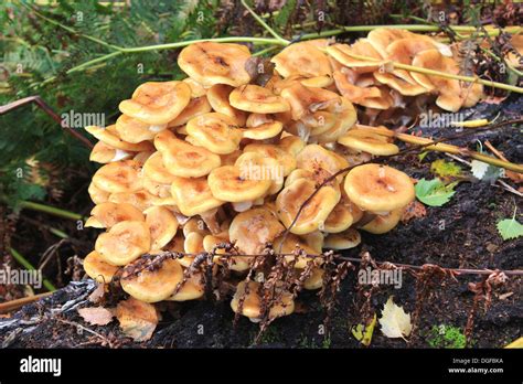 Honey Fungus Hi Res Stock Photography And Images Alamy