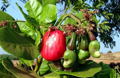 Fruit of the poisonous tree in us law, any secondary legal evidence that has been obtained as the result of unconstitutional or illegal means or information gathered in such a way. What is a Cashew Nut? - The Infinite Spider