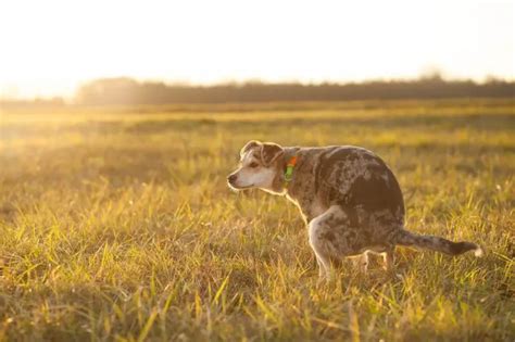 Can Cbd Help Dogs With Diarrhea 4 Guaranteed Benefits