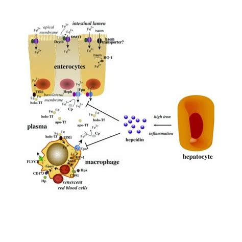 Negative Regulation Of Hepcidin A Anemiahypoxia B Normoxia 7