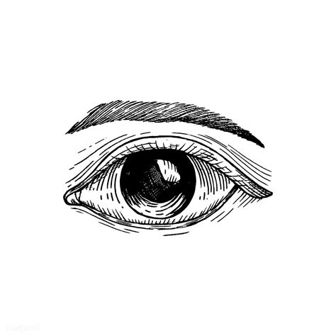 Hand Drawn Human Eye Premium Image By How To Draw