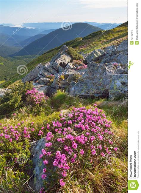 Mountain Flowers Stock Photo Image 42100455