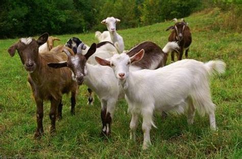 Invest In Commercial Goat Farming Commercial Goat Farming Is A