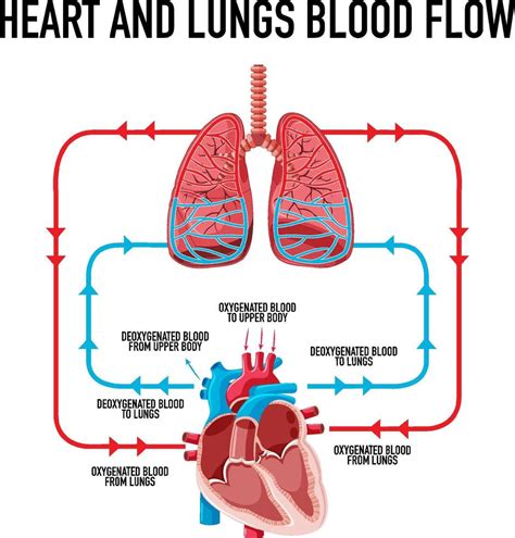 Diagram Showing Heart And Lungs Blood Flow 6771413 Vector Art At Vecteezy
