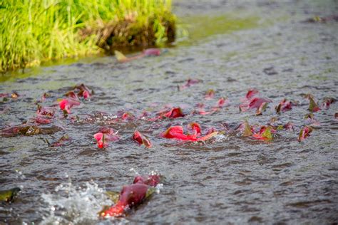 When To Fish Timing Matters For Fish That Migrate To Reproduce Uw News