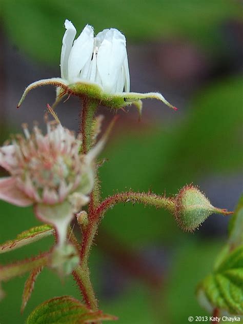 Why choose a herbal tea? Rubus idaeus (Wild Red Raspberry): Minnesota Wildflowers