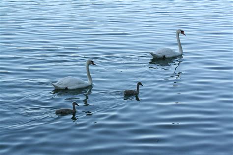 Free Images Nature Wing Lake Wildlife Reflection Fauna Swan