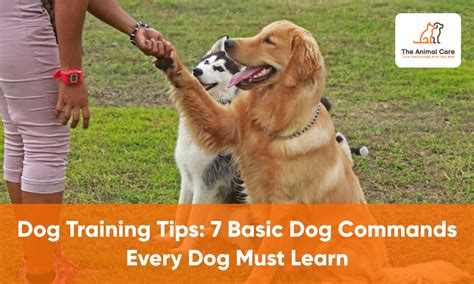 Dog Training Tips 7 Basic Dog Commands Every Dog Must Learn