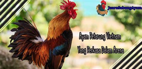 Ganoi dipercaya merupakan jenis ayam asli vietnam mengingat tidak terdapat bukti kredibel untuk originasi pada tempat lain. Ayam Petarung Vietnam Yang Perkasa Dalam Arena