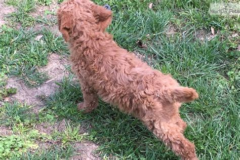 Standard ➕ mini goldendoodles interested in a pup? Goldendoodle puppy for sale near Gadsden-anniston, Alabama. | efdc871d-83f1