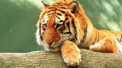 Tiger 4k Wallpapers Top Free Tiger 4k Backgrounds Wallpaperaccess