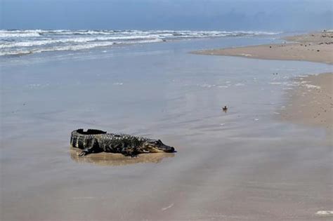 Louisiana Gator Swaps Swamp Life For Texas Beach Getaway Weirdnews Dunya News