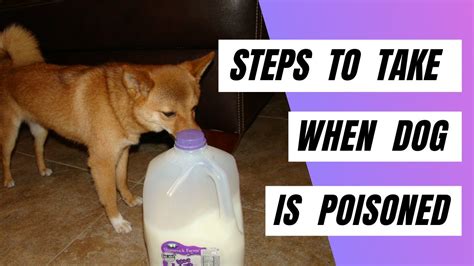 Steps To Take When Your Dog Is Poisoned Treat A Dog That Has Been