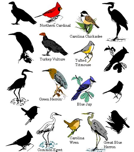 100811 ~ Types Of Birds