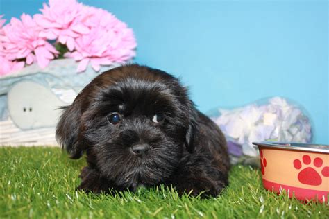 🐱 find cats and kittens locally for sale or adoption in toronto (gta) : Shorkie Puppies For Sale - Long Island Puppies