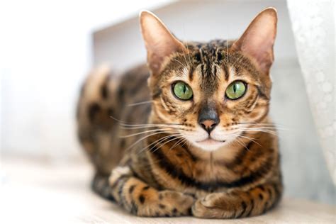 Bengal Cat Breed Information And Characteristics Daily Paws