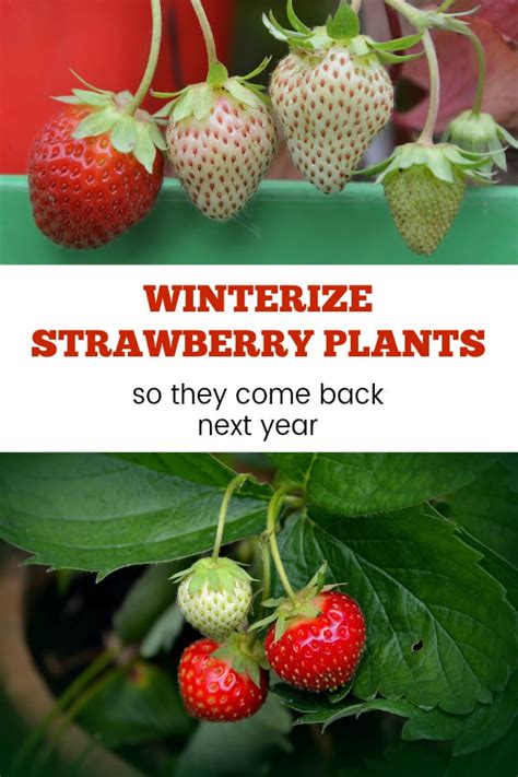 How To Winter Strawberry Plants In Pots