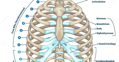 Rib Cage Anatomy Female The Importance Of Breathing Correctly Farringdon Osteopaths
