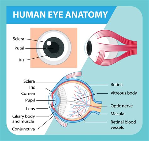 Human Eye Diagram Explanation Printable Templates Free