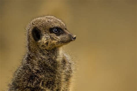 16 Magical Facts About Meerkats Fact City