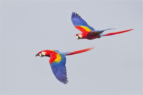 Flying Macaws A Pair Of Inflight Scarlet Macaws Jeff Dyck Flickr