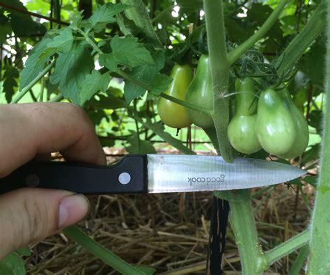 Pruning Tomatoes For Maximum Yield 3 Steps With Pictures