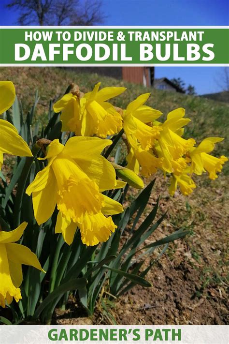 How To Divide And Transplant Daffodil Bulbs Gardeners Path