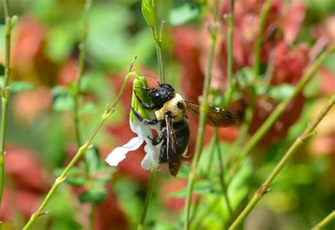 Bee Pamala Wilson Flickr