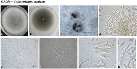 Morphological Features Of Colletotrichum Aenigma Ga050 A Colony