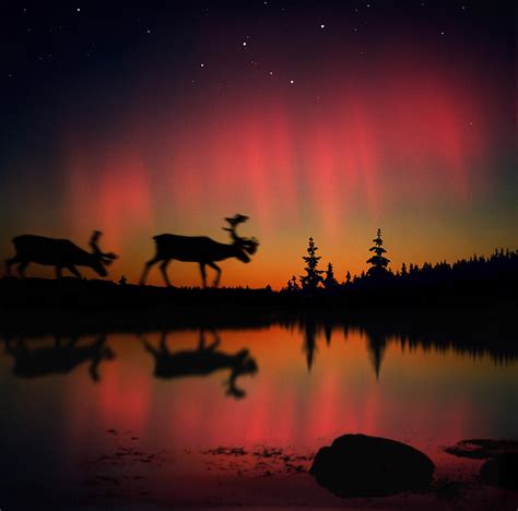 Aurora Borealis Reindeer 1 Photograph By Per Andre Hoffmann Fine