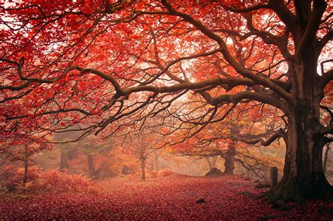 Wallpaper Autumn Nature Trunk Tree Branches Trees