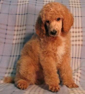We have found in the past 25 years this to be the safest method of identifying our babies. AKC/UKC Parti Colored Standard Poodle Puppies for Sale in ...