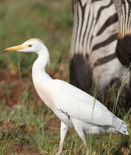 Westerm Cattle Egret Bubulcus Ibis At Rietvlei Nature Reserve Gauteng