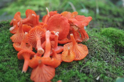 Cinnabar Red Chanterelle As Good As Gold — The Mushroom Forager