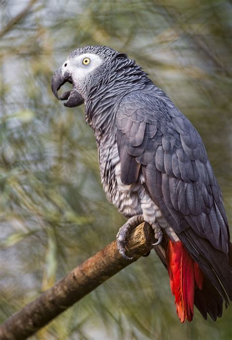 African Grey Parrot On The Branch African Grey Parrot African Grey