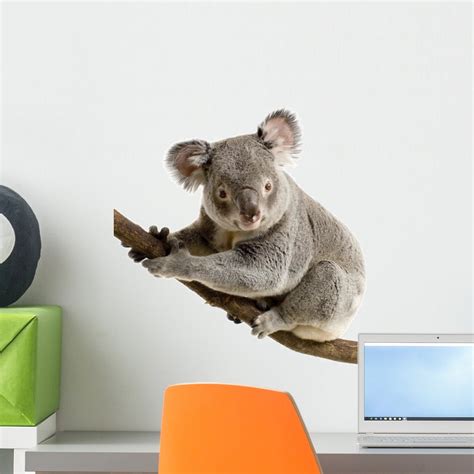 Koala Wall Decal By Wallmonkeys Peel And Stick Graphic 18 In H X 18 In
