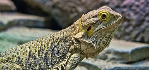 See Rare And Exotic Animals At Wildlife World Zoo Phoenix Arizona