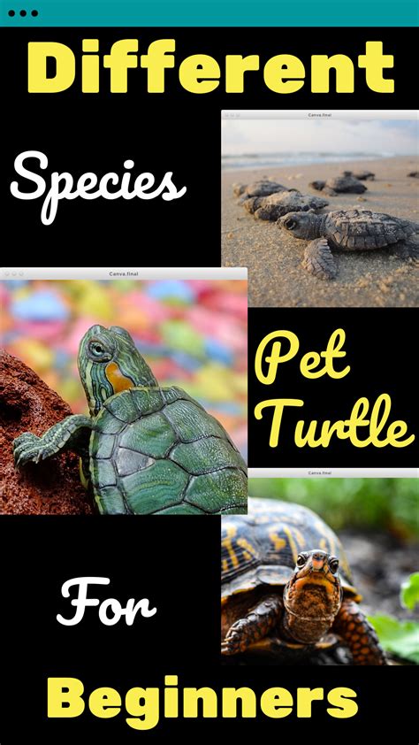 Ever wondered which species of tortoise make the best pets? Best Pet Tortoise For Beginners - Pets Ideas