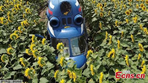 Russian Helicopter Makes Crash Landing In Sunflower Fields