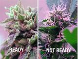 Photos of Marijuana Plants Ready To Harvest