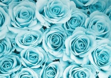 Find the best blue and white checkered wallpaper on getwallpapers. Tumblr Blue flowers· | Blumen, Beste blumen, Fotografie blumen