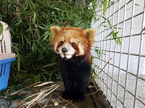 Red Panda Rescue In Laos Stokes Fears Of Endangered