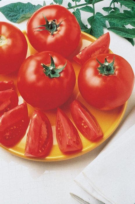 Bush Early Girl Hybrid Vffnt Tomato Seeds — Seeds N Such