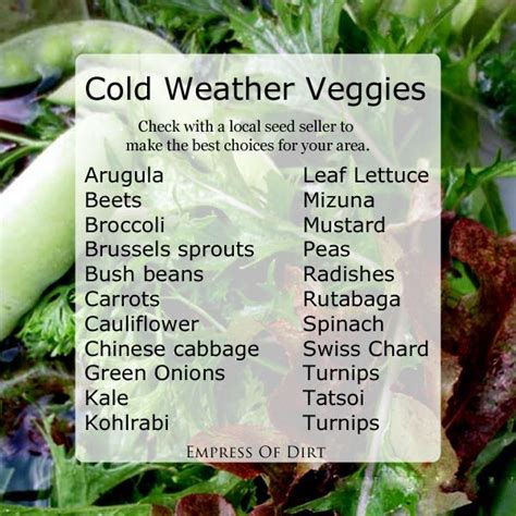Winter Vegetables To Grow In Pots Alicemattingly