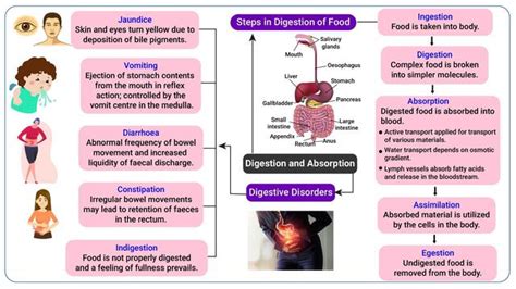 Digestion And Absorption Mindmap