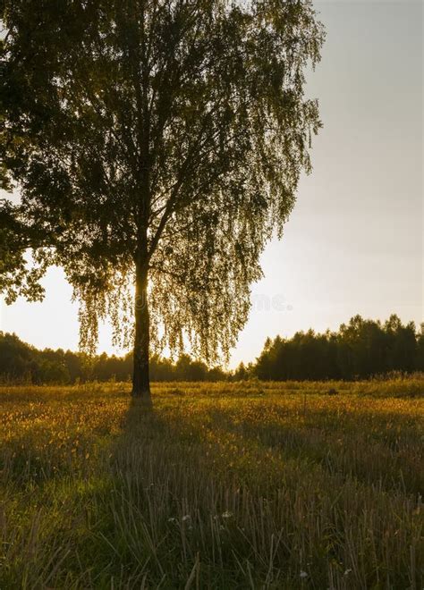 Birch In Sunset Stock Photo Image Of Meadow Sunlight 44422766