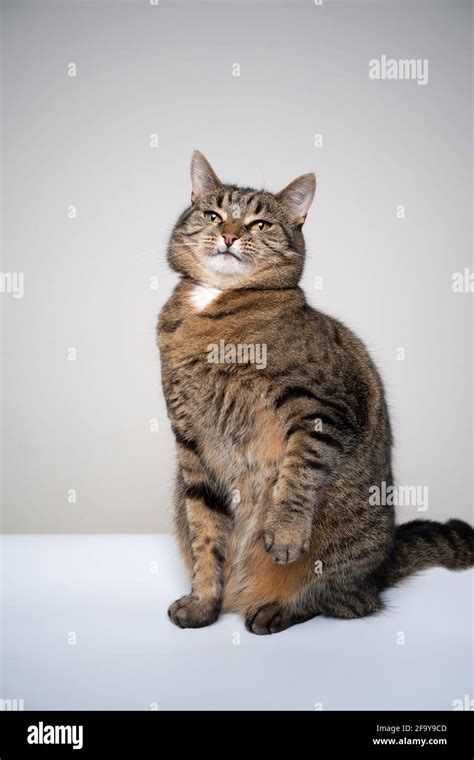 Studio Shot Of Tabby Cat Looking Suspicious Making Funny Face Hi Res