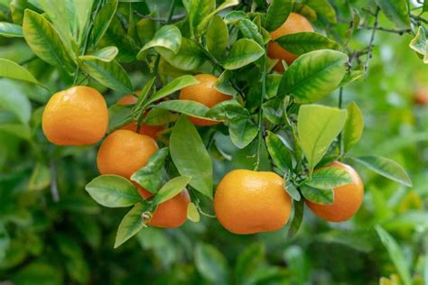 How To Grow Oranges In Usa Check How This Guide Helps Beginners In