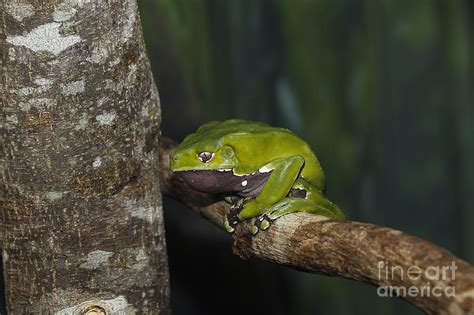 Giant Monkey Frog Or Giant Waxy Frog Photograph By Gerard Lacz Pixels